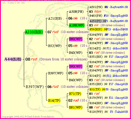 Pedigree of A44(BJB) :
four generations presented