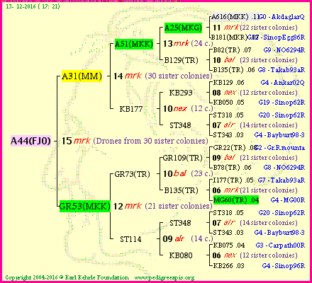 Pedigree of A44(FJO) :
four generations presented