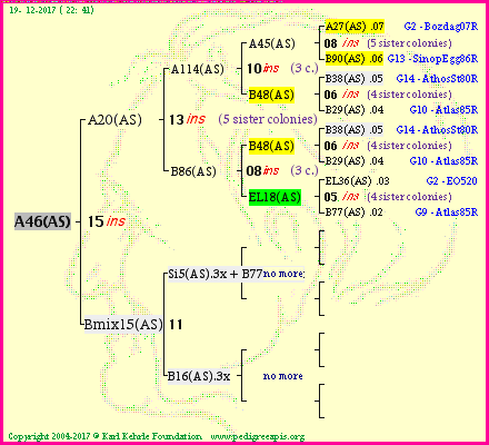 Pedigree of A46(AS) :
four generations presented