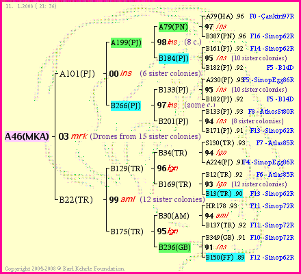 Pedigree of A46(MKA) :
four generations presented