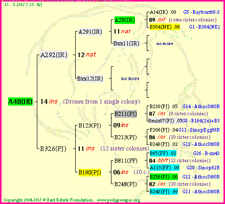 Pedigree of A48(IR) :
four generations presented