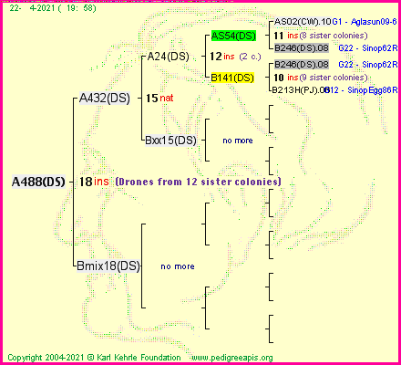 Pedigree of A488(DS) :
four generations presented
it's temporarily unavailable, sorry!