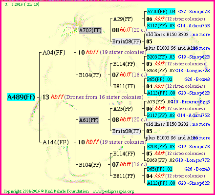 Pedigree of A489(FF) :
four generations presented