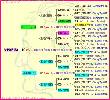 Pedigree of A49(BJB) :
four generations presented