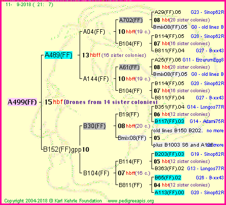 Pedigree of A499(FF) :
four generations presented