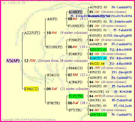 Pedigree of A5(AP) :
four generations presented