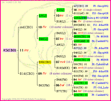 Pedigree of A5(CBO) :
four generations presented