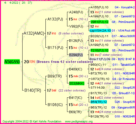 Pedigree of A5(GSS) :
four generations presented
it's temporarily unavailable, sorry!