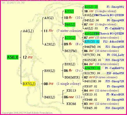 Pedigree of A5(LJ) :
four generations presented