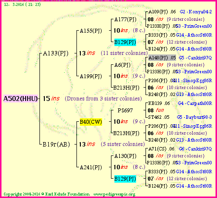 Pedigree of A502(HHU) :
four generations presented