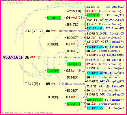 Pedigree of A507(CGC) :
four generations presented