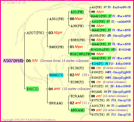 Pedigree of A507(HSB) :
four generations presented