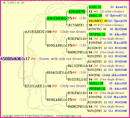 Pedigree of A508(MKN)1dr :
four generations presented