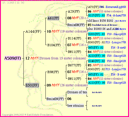 Pedigree of A509(FF) :
four generations presented