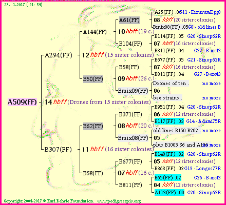 Pedigree of A509(FF) :
four generations presented