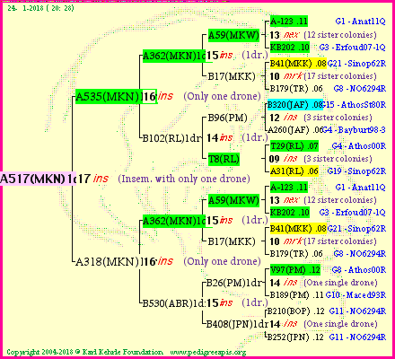 Pedigree of A517(MKN)1dr :
four generations presented