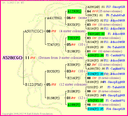 Pedigree of A528(CGC) :
four generations presented