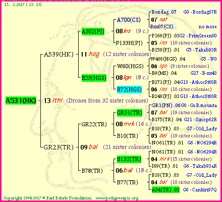 Pedigree of A531(HK) :
four generations presented