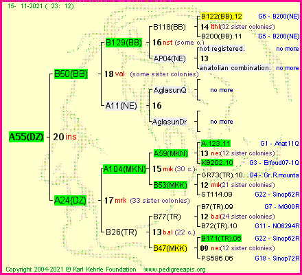 Pedigree of A55(DZ) :
four generations presented
it's temporarily unavailable, sorry!