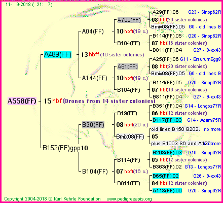 Pedigree of A558(FF) :
four generations presented
it's temporarily unavailable, sorry!