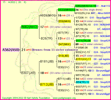 Pedigree of A562(ASO) :
four generations presented
it's temporarily unavailable, sorry!