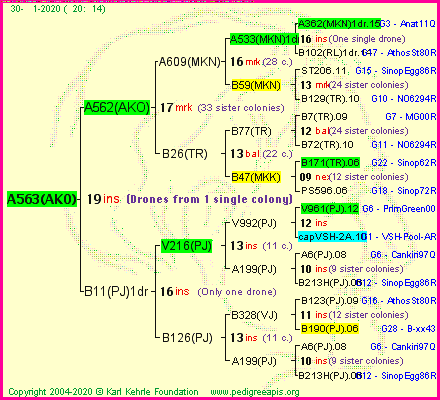 Pedigree of A563(AKO) :
four generations presented<br />it's temporarily unavailable, sorry!