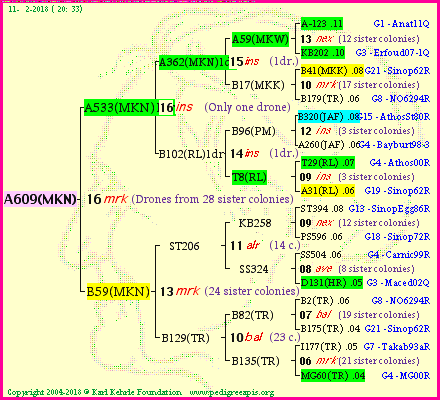 Pedigree of A609(MKN) :
four generations presented