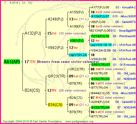 Pedigree of A61(AP) :
four generations presented<br />it's temporarily unavailable, sorry!