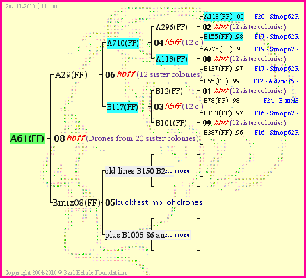 Pedigree of A61(FF) :
four generations presented