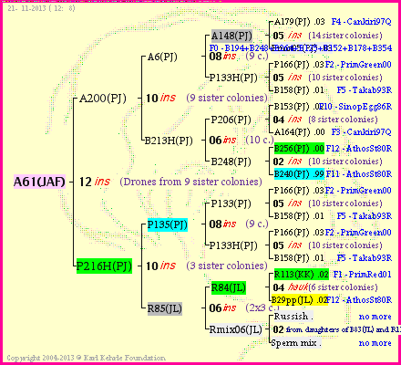 Pedigree of A61(JAF) :
four generations presented