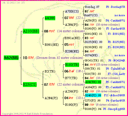 Pedigree of A62(BB) :
four generations presented