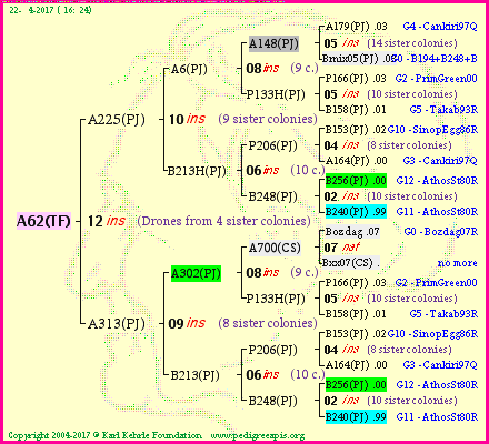 Pedigree of A62(TF) :
four generations presented