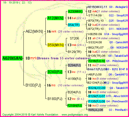 Pedigree of A620(GRA) :
four generations presented
it's temporarily unavailable, sorry!