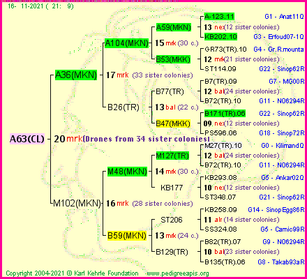 Pedigree of A63(CL) :
four generations presented
it's temporarily unavailable, sorry!