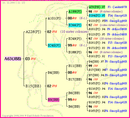 Pedigree of A63(JBB) :
four generations presented