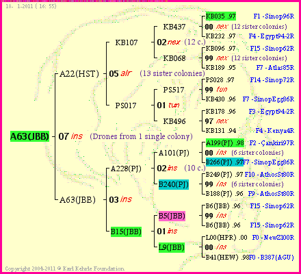 Pedigree of A63(JBB) :
four generations presented