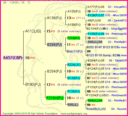 Pedigree of A657(CBP) :
four generations presented<br />it's temporarily unavailable, sorry!