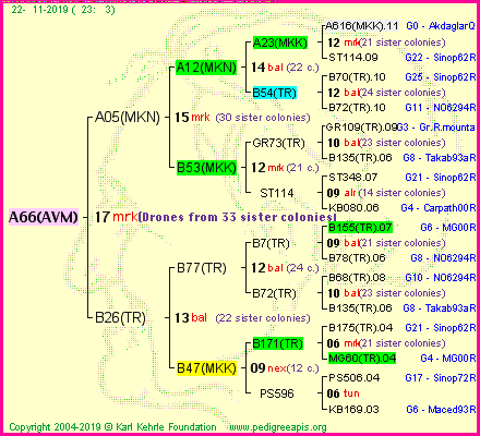 Pedigree of A66(AVM) :
four generations presented<br />it's temporarily unavailable, sorry!