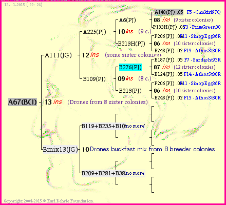 Pedigree of A67(BCI) :
four generations presented