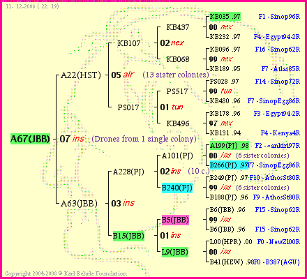 Pedigree of A67(JBB) :
four generations presented