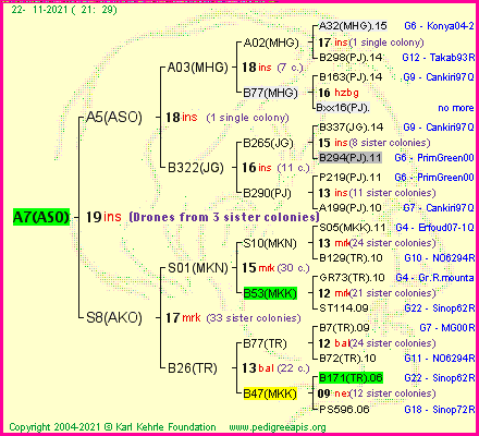 Pedigree of A7(ASO) :
four generations presented
it's temporarily unavailable, sorry!