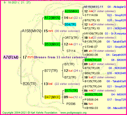 Pedigree of A7(FLM) :
four generations presented
it's temporarily unavailable, sorry!