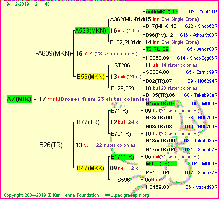 Pedigree of A7(NIK) :
four generations presented
it's temporarily unavailable, sorry!