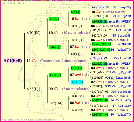 Pedigree of A71(HeR) :
four generations presented