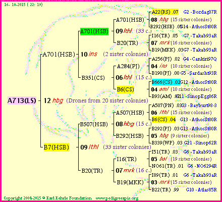 Pedigree of A713(LS) :
four generations presented