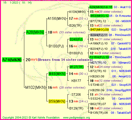 Pedigree of A74(MKN) :
four generations presented
it's temporarily unavailable, sorry!