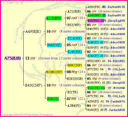 Pedigree of A75(BJB) :
four generations presented