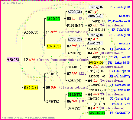 Pedigree of A8(CS) :
four generations presented