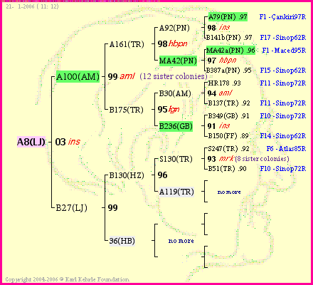 Pedigree of A8(LJ) :
four generations presented