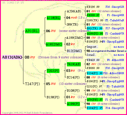 Pedigree of A813(ADK) :
four generations presented